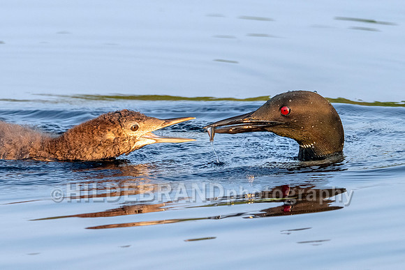 Common Loon