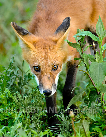 Neighborhood Red Fox