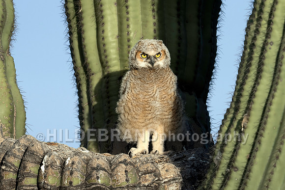 Great Horned Owl