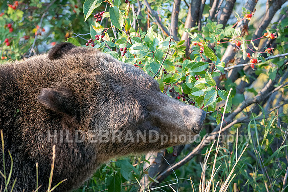 Grizzly Bear 399