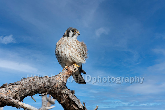 American Kestrel
