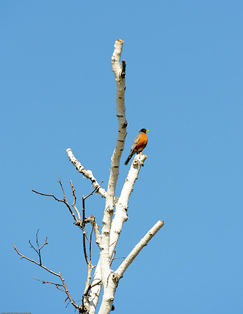 American Robin