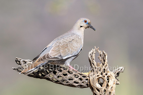 White-winged Dove