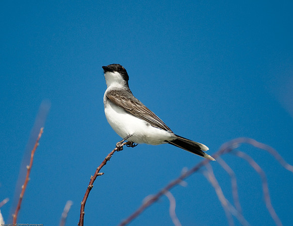 Eastern Kingbird