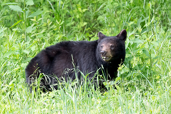 Black Bear