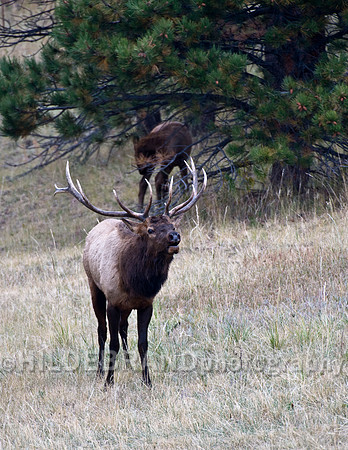 Bull Elk
