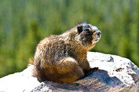 Yellow-bellied Marmot