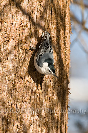 White-breasted Nuthatch
