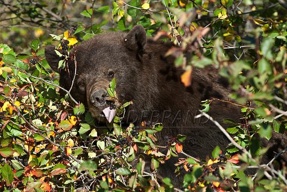Feasting on Hawthorn Berries