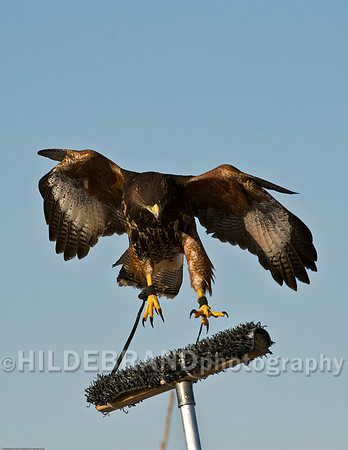 Immature Harris's Hawk