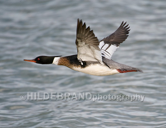 Red-Breasted Merganser