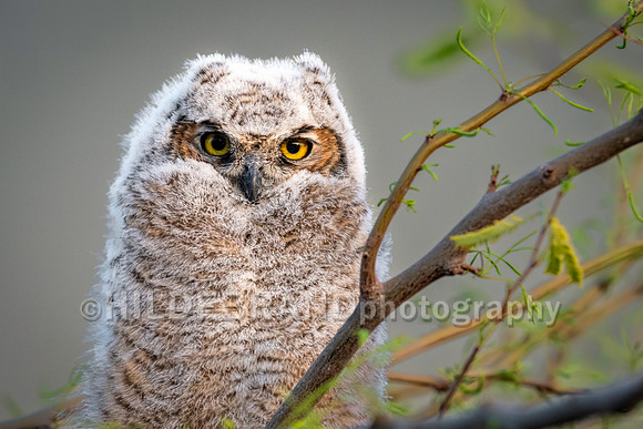 Shadow Ridge Owlets