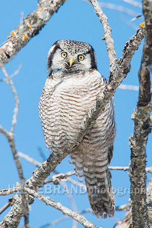 Northern Hawk-Owl