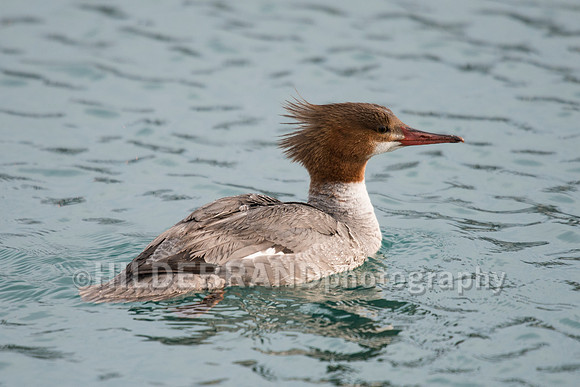 Common Merganser