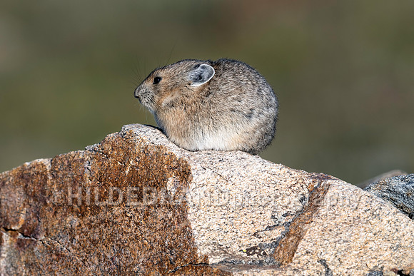 Pika