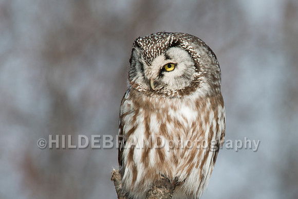 Boreal Owl