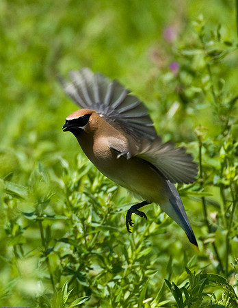 Cedar Waxwing