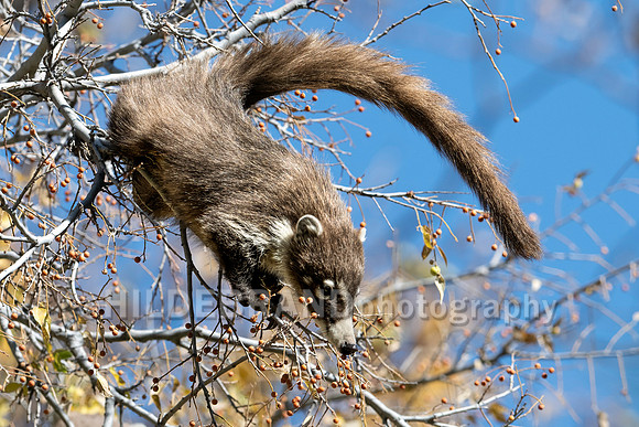 Coatimundi