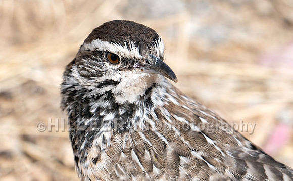 Cactus Wren