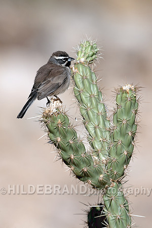 Black-throated Sparrow