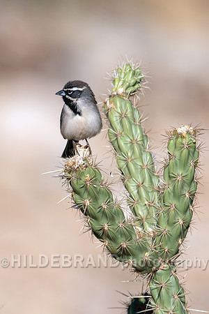 Black-throated Sparrow