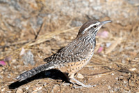 Cactus Wren