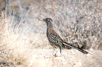 Greater Roadrunner