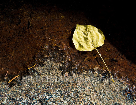 Lone Aspen Leaf