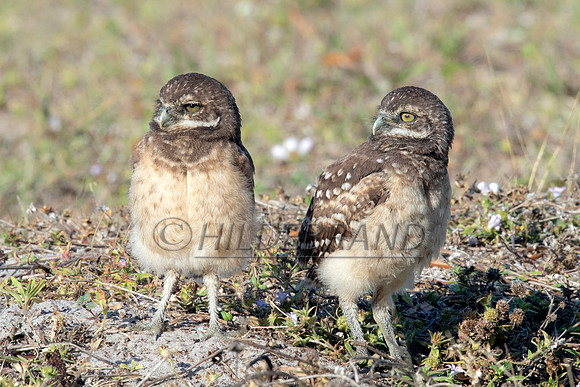 Burrowing Owl
