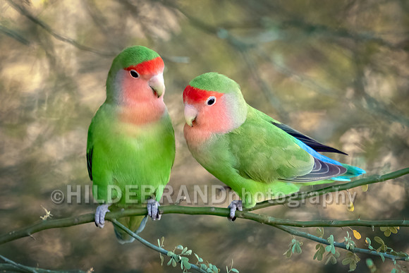 Rosy-faced Lovebird