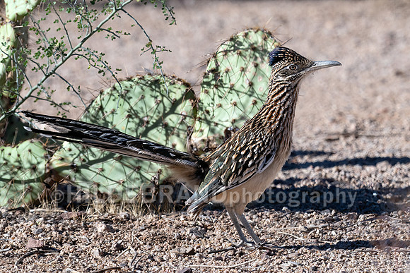 Greater Roadrunner