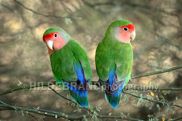 Rosy-faced Lovebird