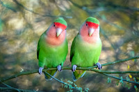 Rosy-faced Lovebird