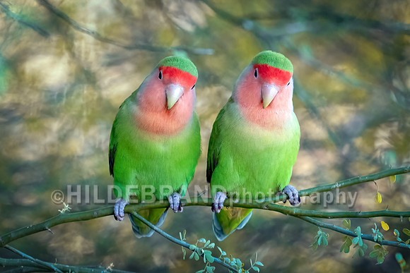 Rosy-faced Lovebird