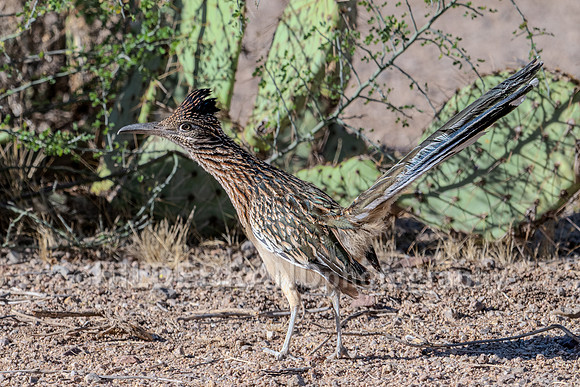 Greater Roadrunner