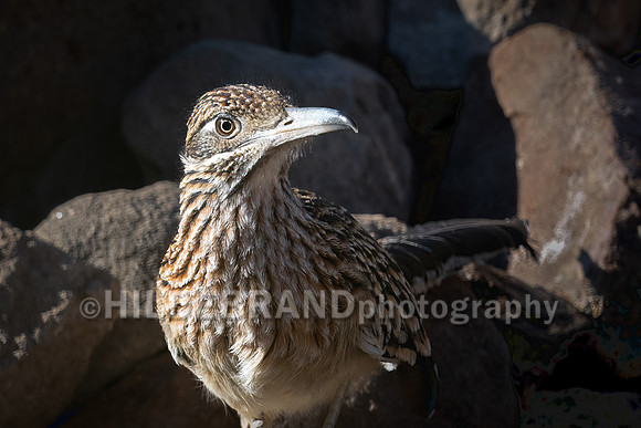 Greater Roadrunner