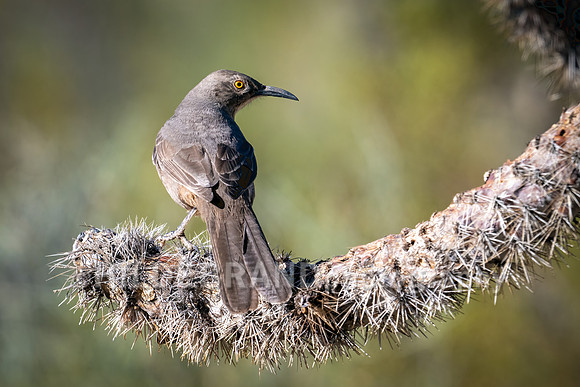 Curve-billed Thrasher