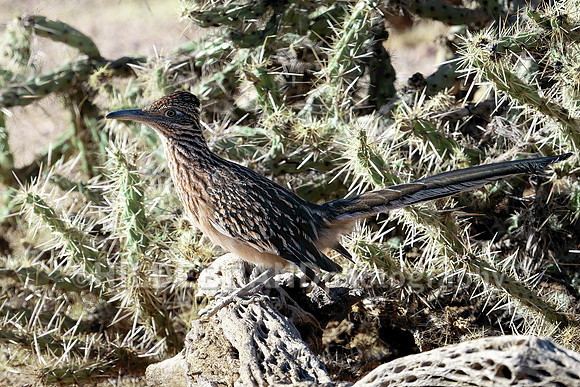 Greater Roadrunner