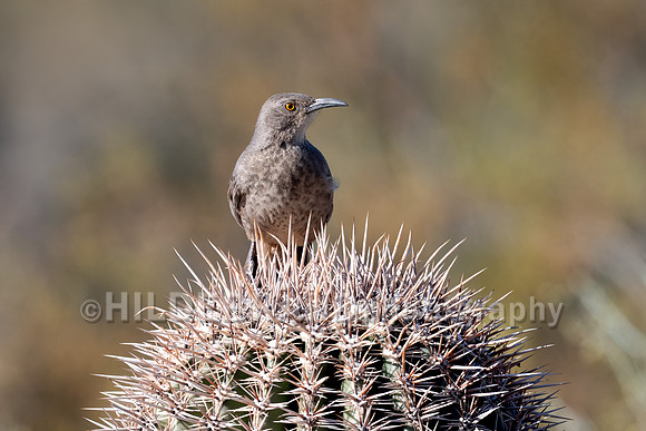 Curve-billed Thrasher