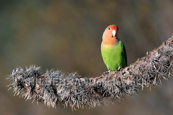 Rosy-faced Lovebird