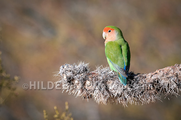 Rosy-faced Lovebird