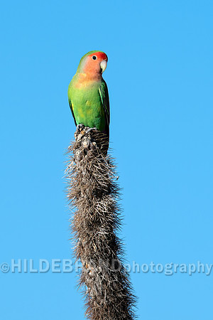 Rosy-faced Lovebird