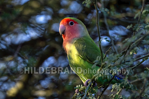 Rosy-faced Lovebird