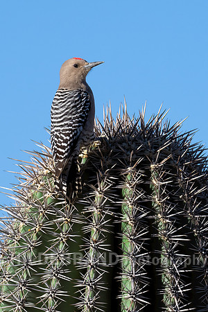 Gila Woodpecker