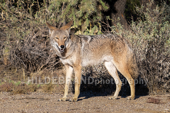 Coyote