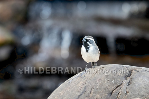 Black-throated Sparrow
