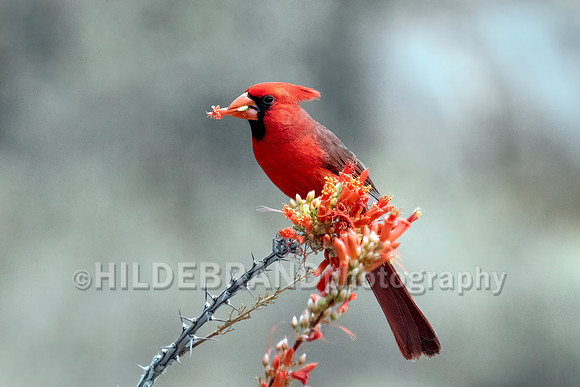 Northern Cardinal