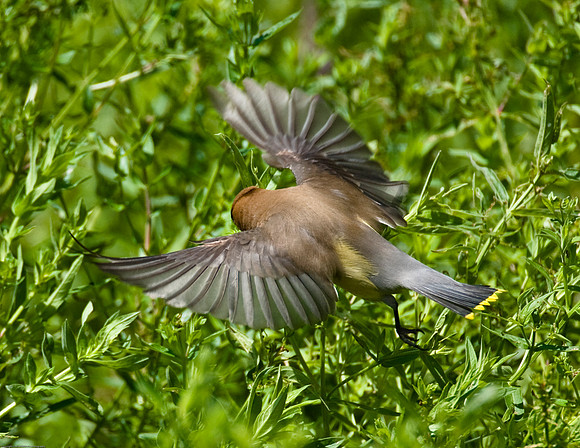 Cedar Waxwing