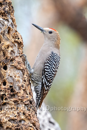 Gila Woodpecker