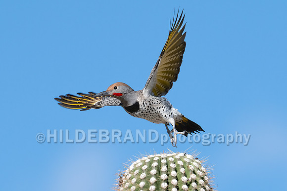Gilded Flicker